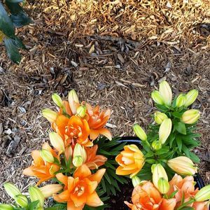 Meet your Posher, Shelly